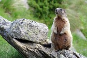 95 Marmotta in sentinella